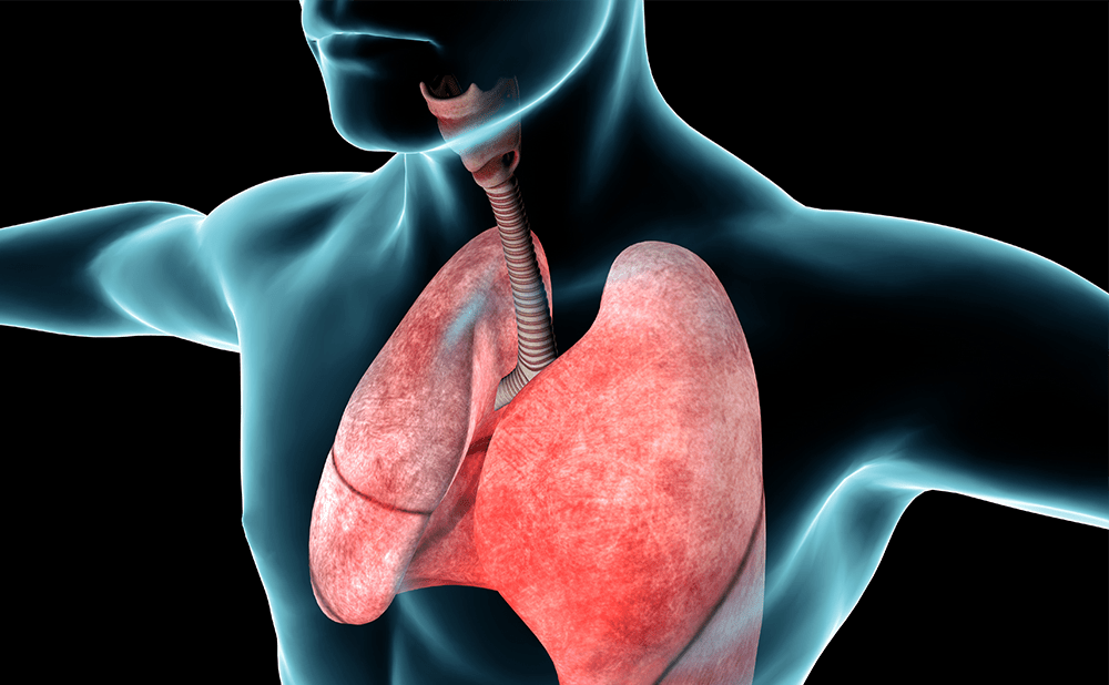 A digital illustration showing the upper torso of a human with a focus on the respiratory system, highlighting the trachea, bronchi, and lungs.